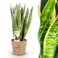 Sansevieria Laurentii, kenmerkend blad