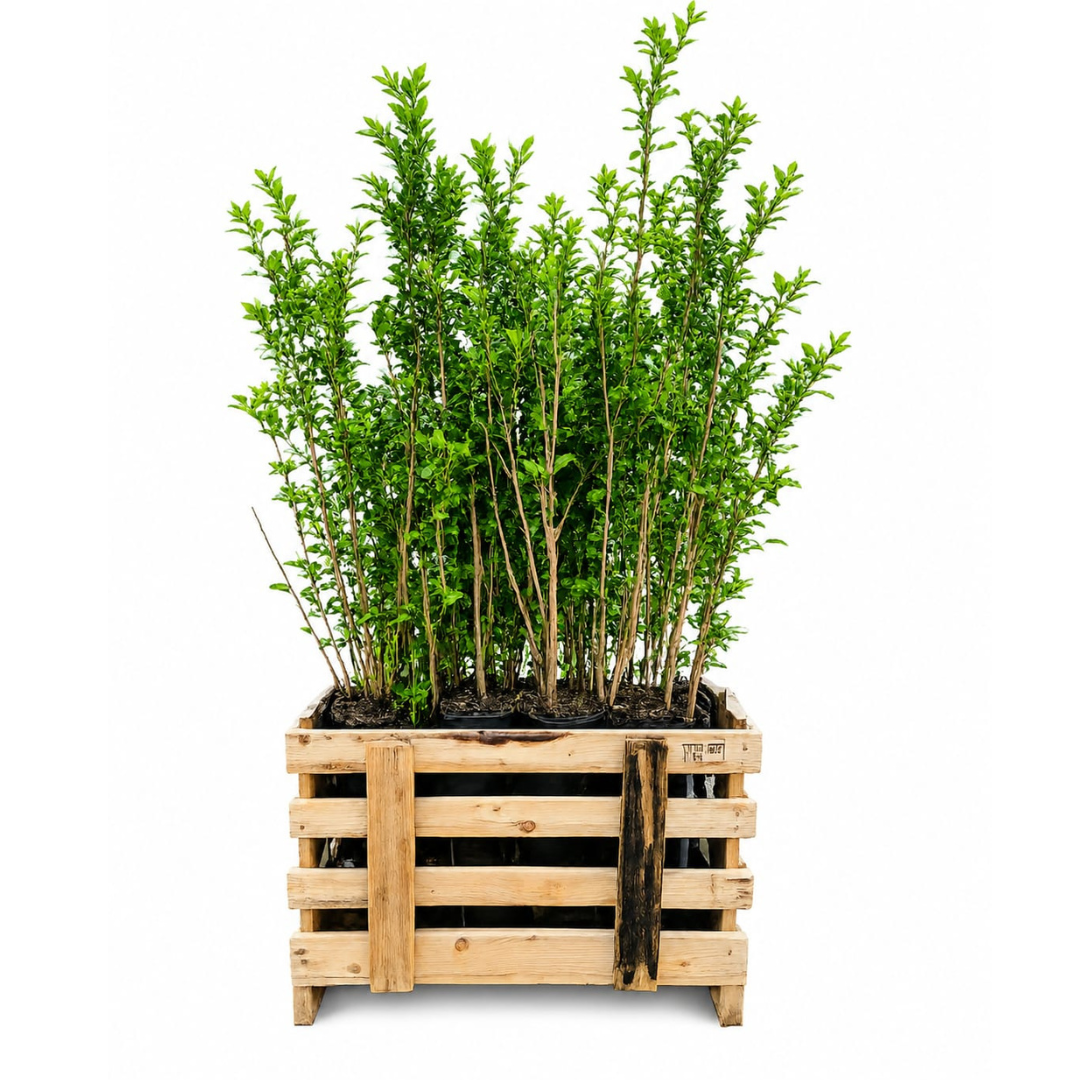50x Gewone liguster, groene bladeren
