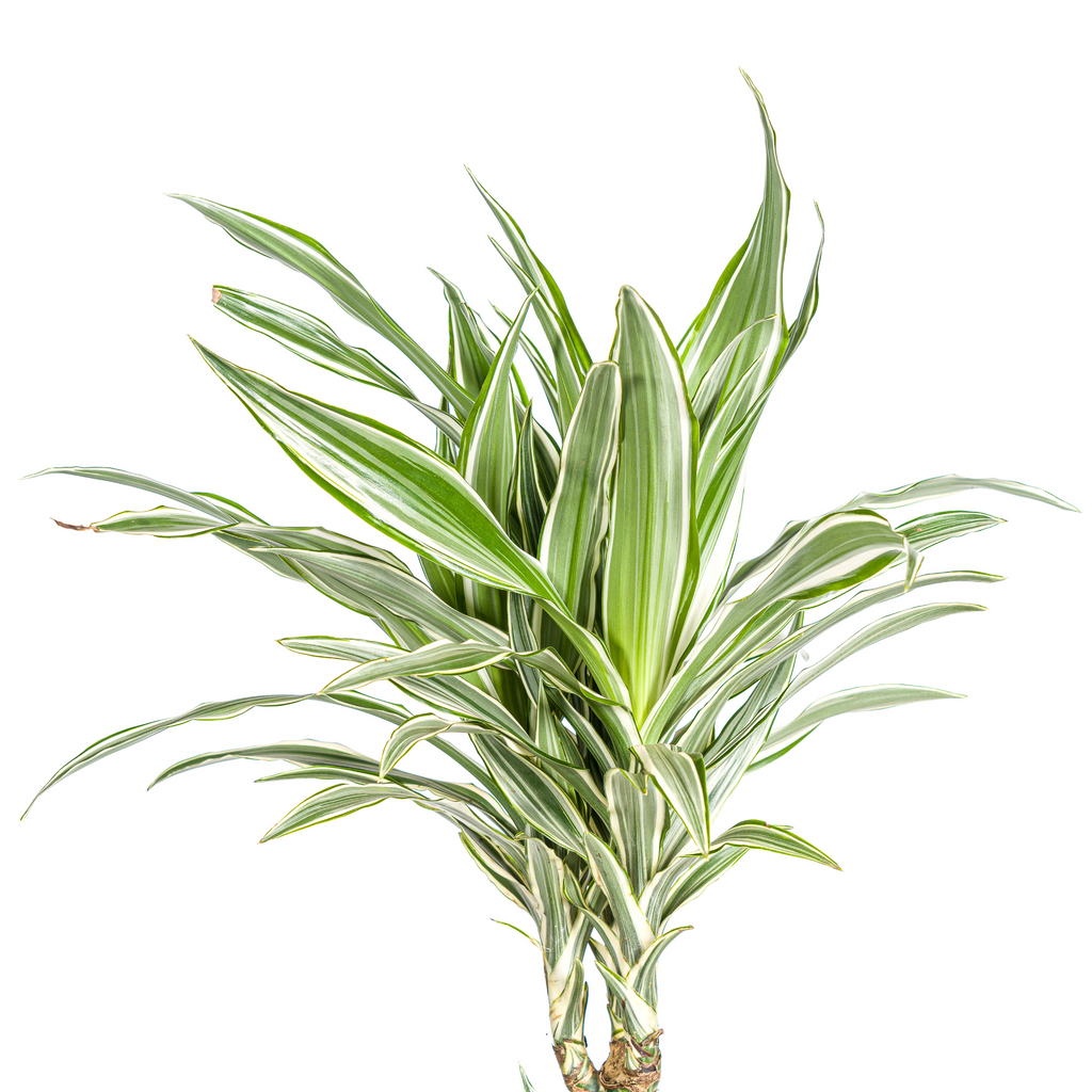 Dracaena Deremensis White Stripe, detail van het blad
