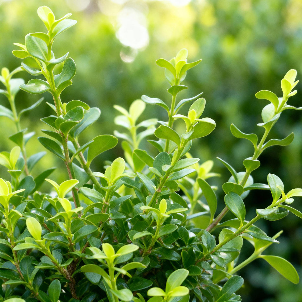BetterBuxus Babylon Beauty buxusvervanger, schimmelresistent, kenmerkend blad