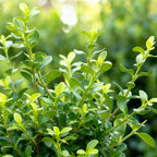 BetterBuxus Babylon Beauty buxusvervanger, schimmelresistent, kenmerkend blad