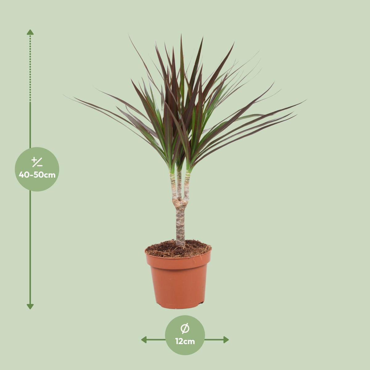 Detailfoto van Dracaena Magenta