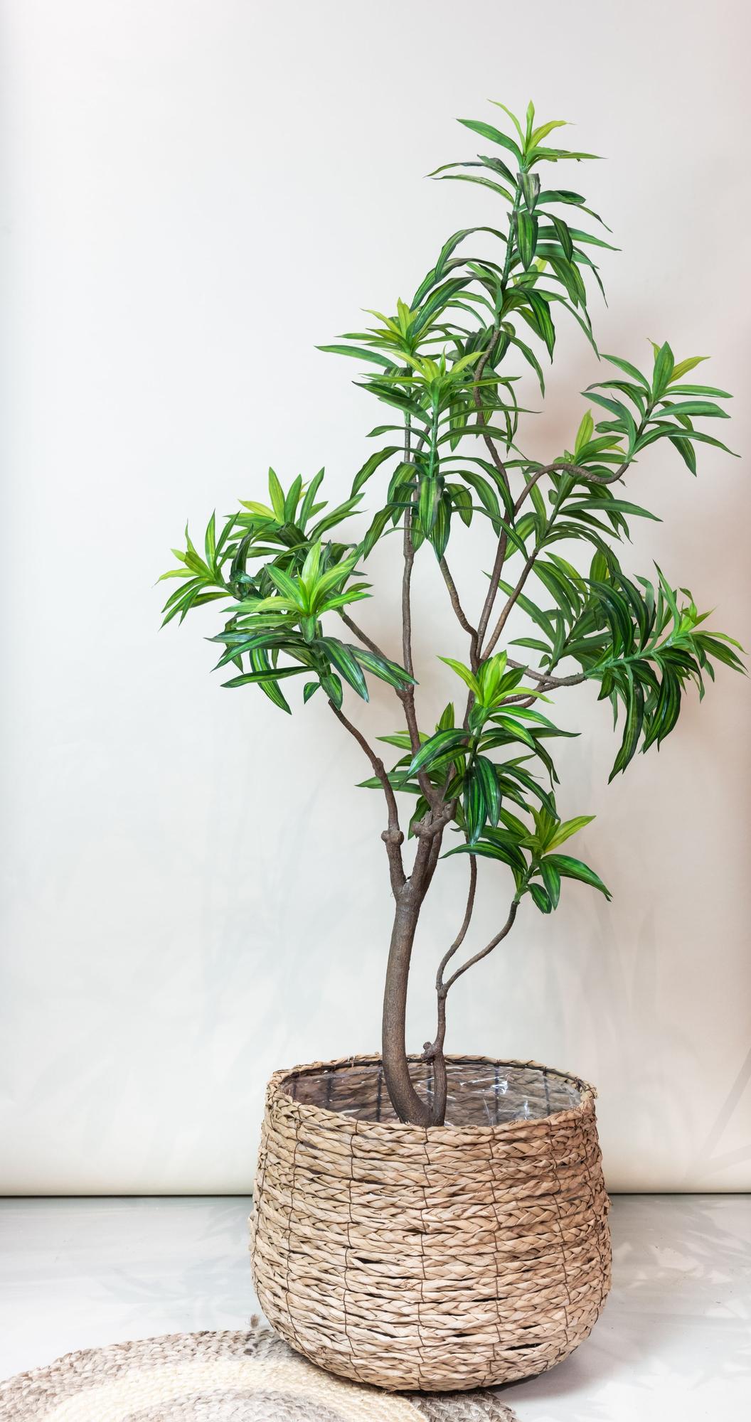 Productafbeelding van Pureplant