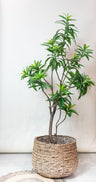 Dracaena kunstplant 190 cm, drakenboom met tweekleurig blad