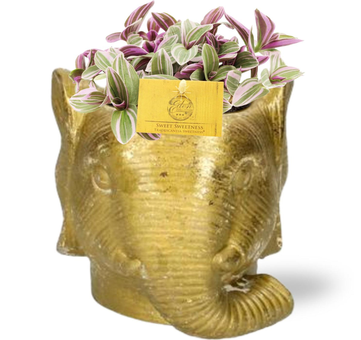 Productfoto van Tradescantia Sweetness