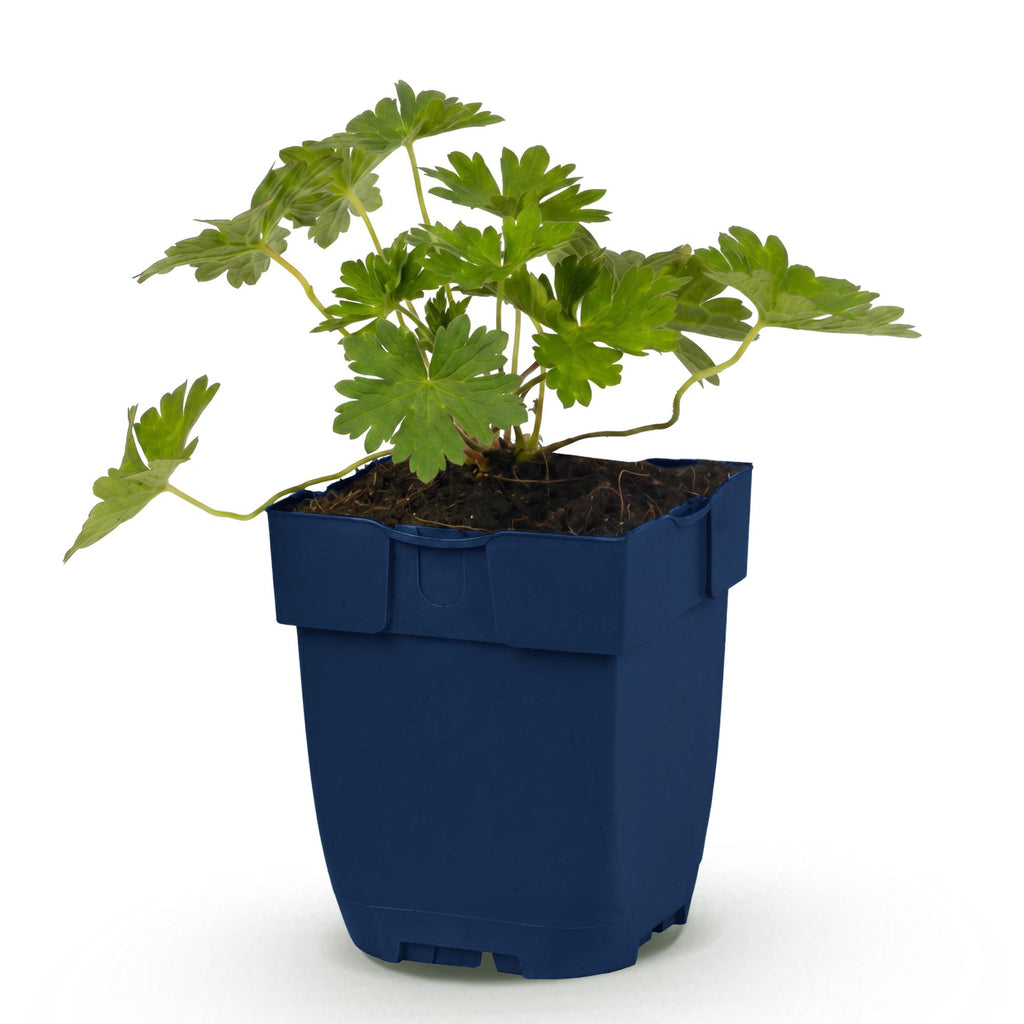 Ooievaarsbek 'Rozanne', met blauwe bloemen, plant in pot