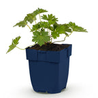 Ooievaarsbek 'Rozanne', met blauwe bloemen, plant in pot
