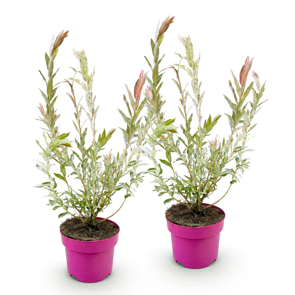 Salix Flamingo, 40-50 cm hoog, detail van het blad