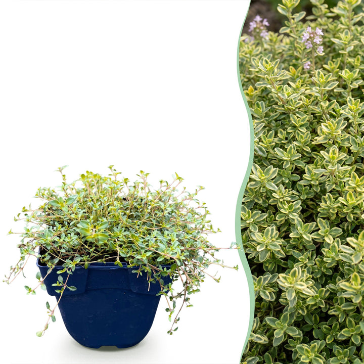 Thymus citr. Sambesi - Citroentijm - Geurend - Geel - 6 Planten