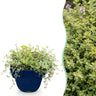Thymus citr. Sambesi - Citroentijm - Geurend - Geel - 6 Planten