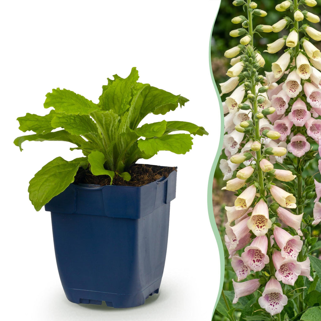 Vingerhoedskruid 'Gloxiniiflora', schaduwplant, wit-roze, plant in pot
