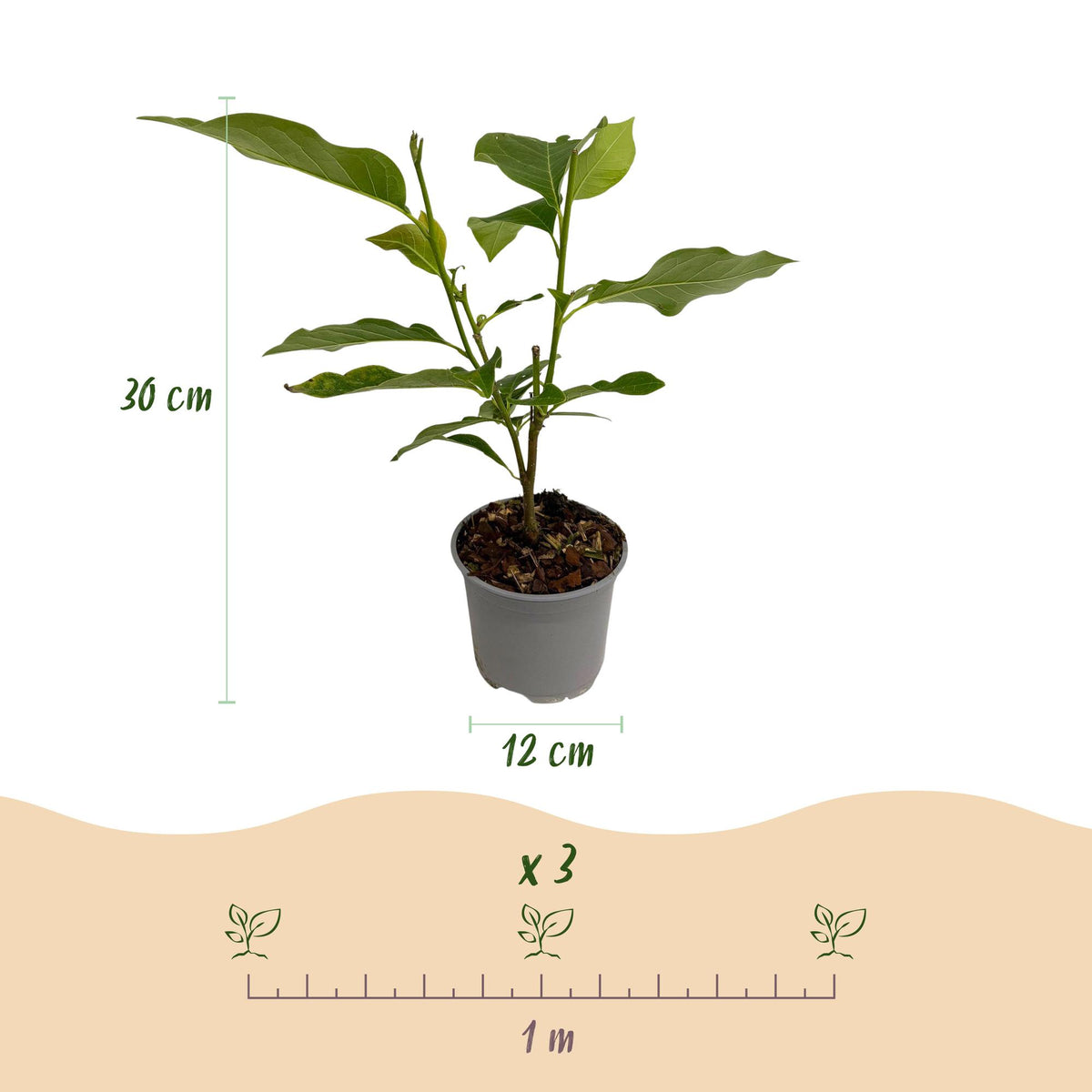 Magnolia soulangeana, groene bladeren