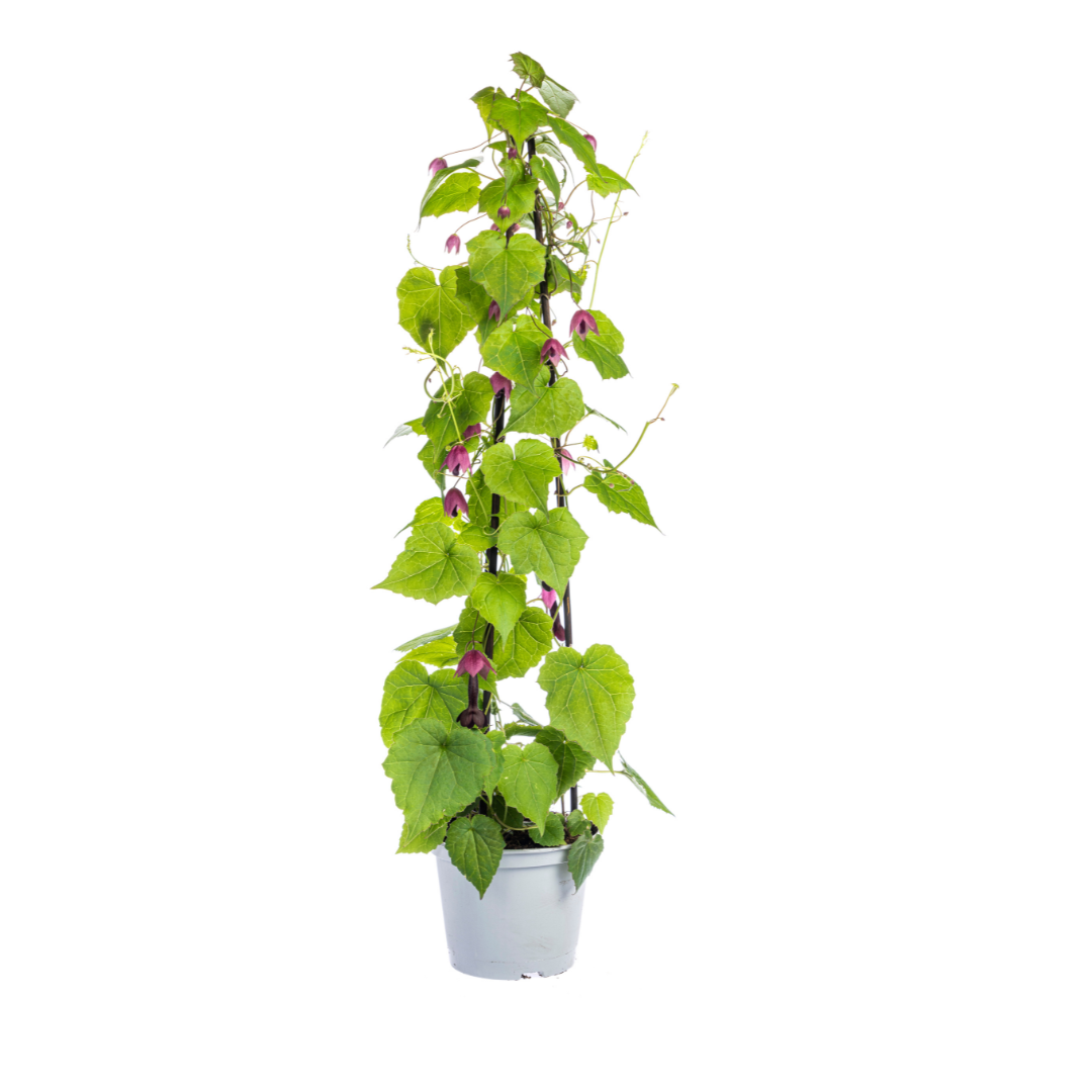 4x Rhodochiton Atrosanguineum Purple Bells, plant in pot