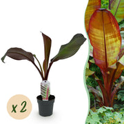 Bananenplant Ensete ventricosum Maurelli, 30 cm hoog