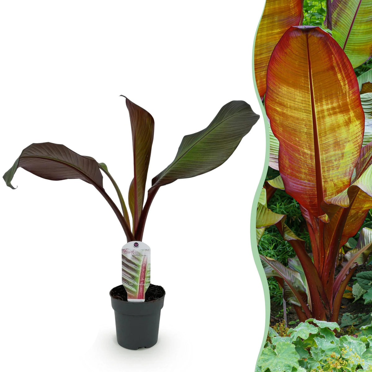 Bananenplant Ensete ventricosum Maurelli, 30 cm hoog, groeiwijze van de plant