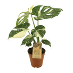Productfoto van Monstera Thai Constellation