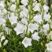 Perzikbladklokje pers. Alba, 12x met witte bloemen