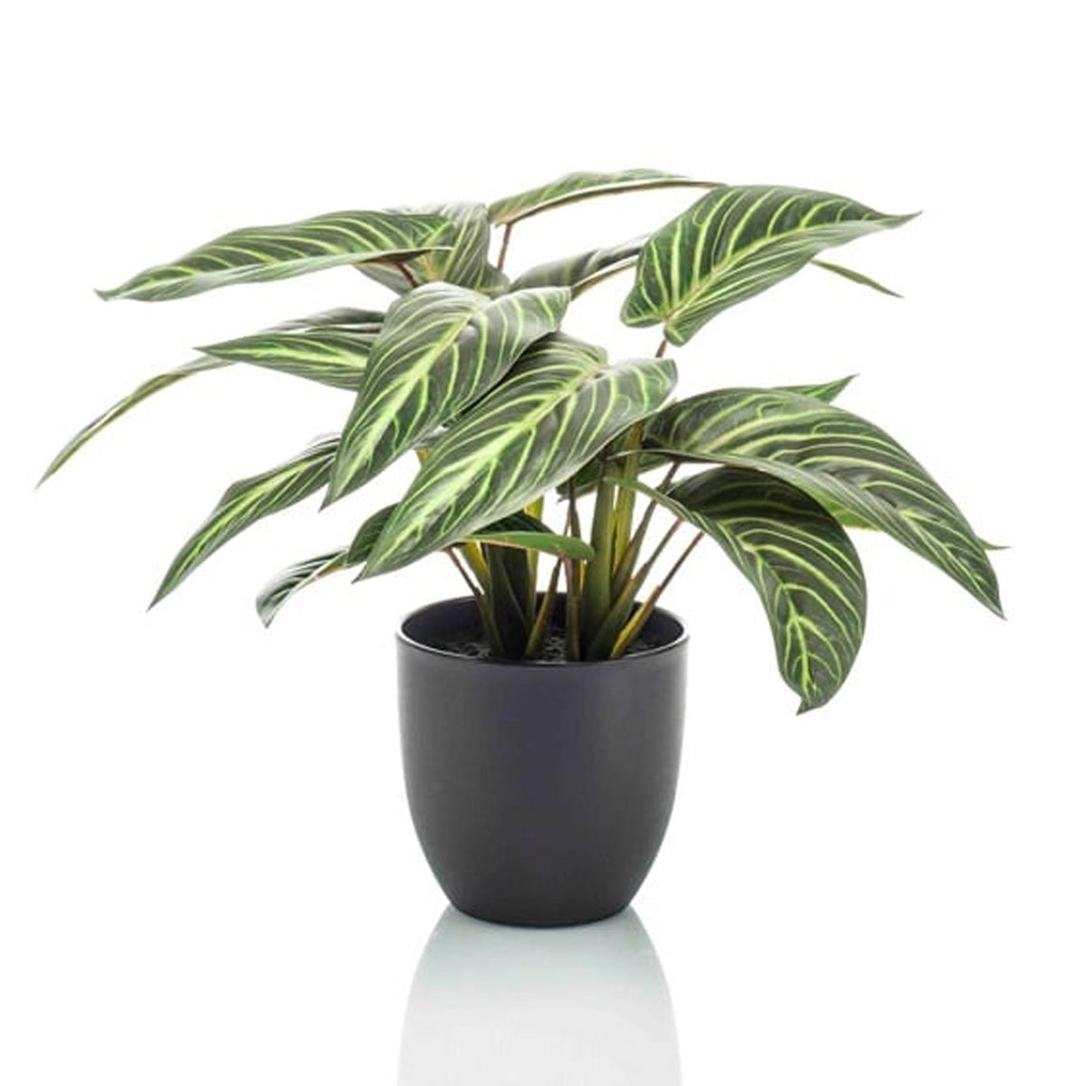 Calathea Zebrina in zwarte pot, detail van het blad