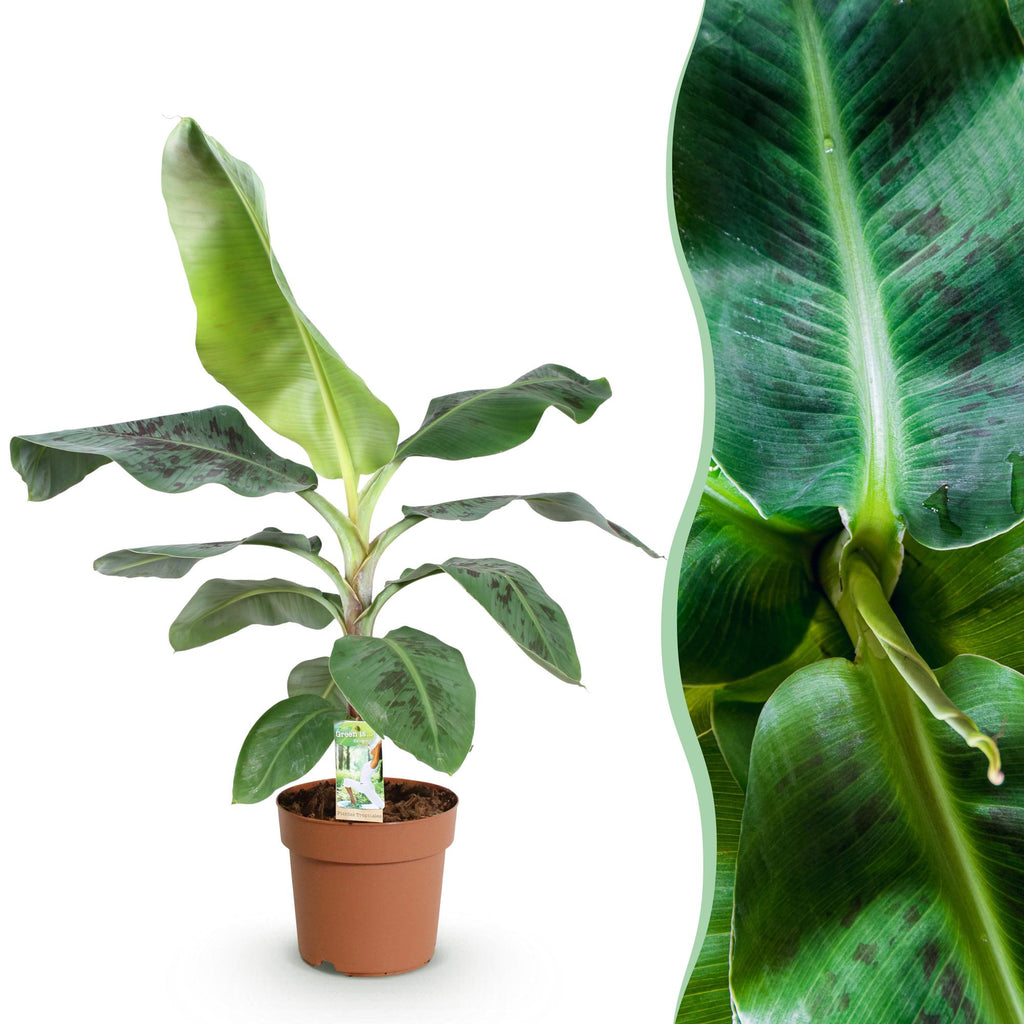 Musa acuminata Dwarf Cavendisch, detail van het blad
