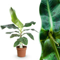 Musa acuminata Dwarf Cavendisch, detail van het blad