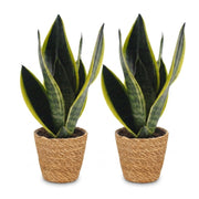 Vrouwentong Sansevieria &