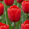 Triomftulp Red bloembollen, rood