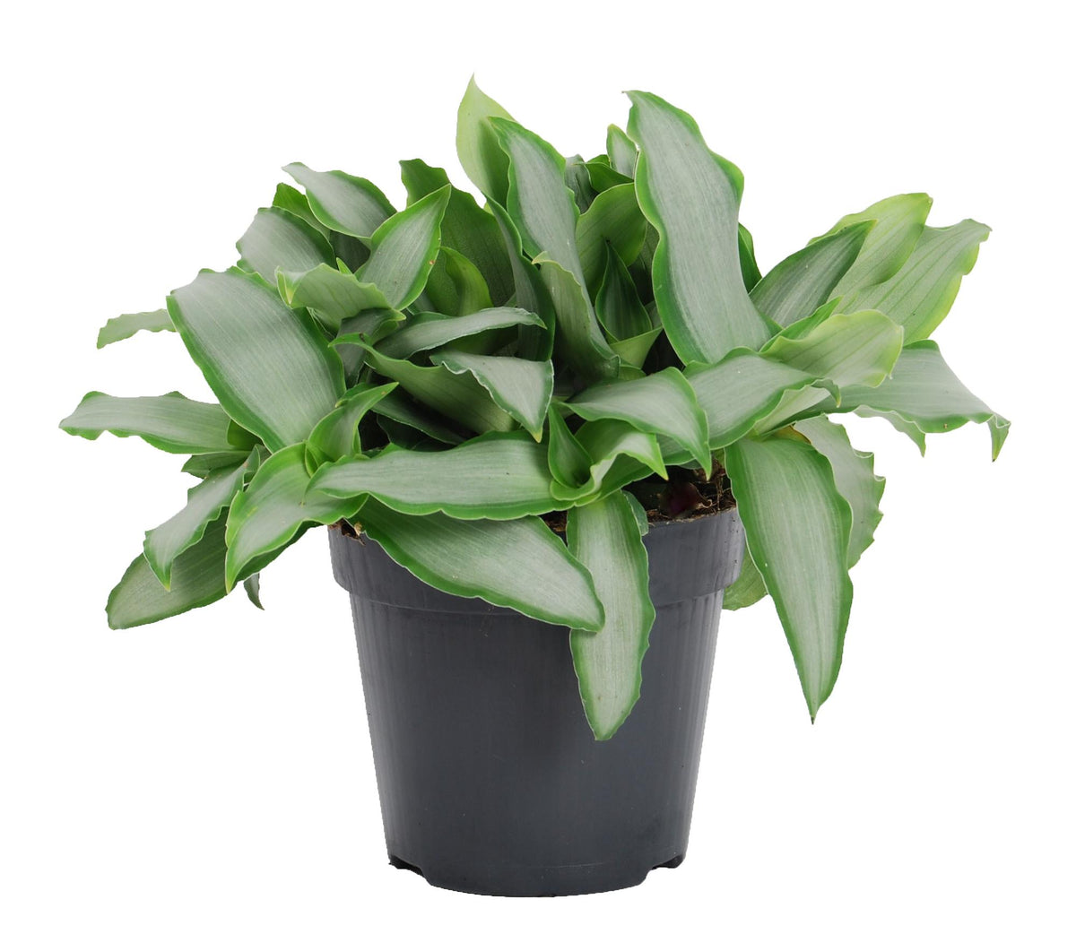 Murdannia Loriformus 'Bright Star', plant in pot