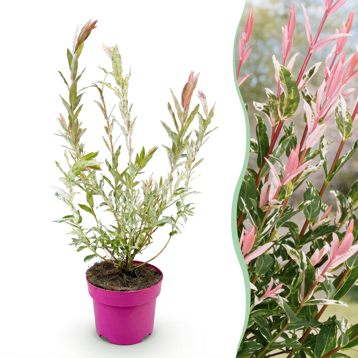 Bonte wilg Salix 'Flamingo', roze blad, 40-50 cm hoog, plant in pot