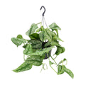 Productfoto van Scindapsus pictus 'Trebie', zilver gespikkeld, 25 cm hoog