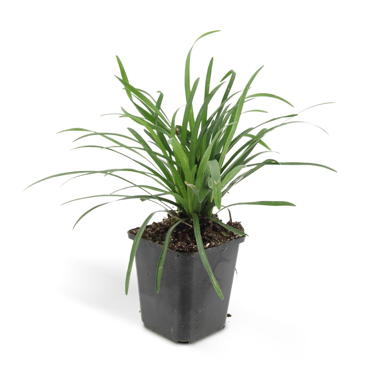 Liriope muscari 'Big Blue', groene bladeren