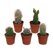 Cactus mix