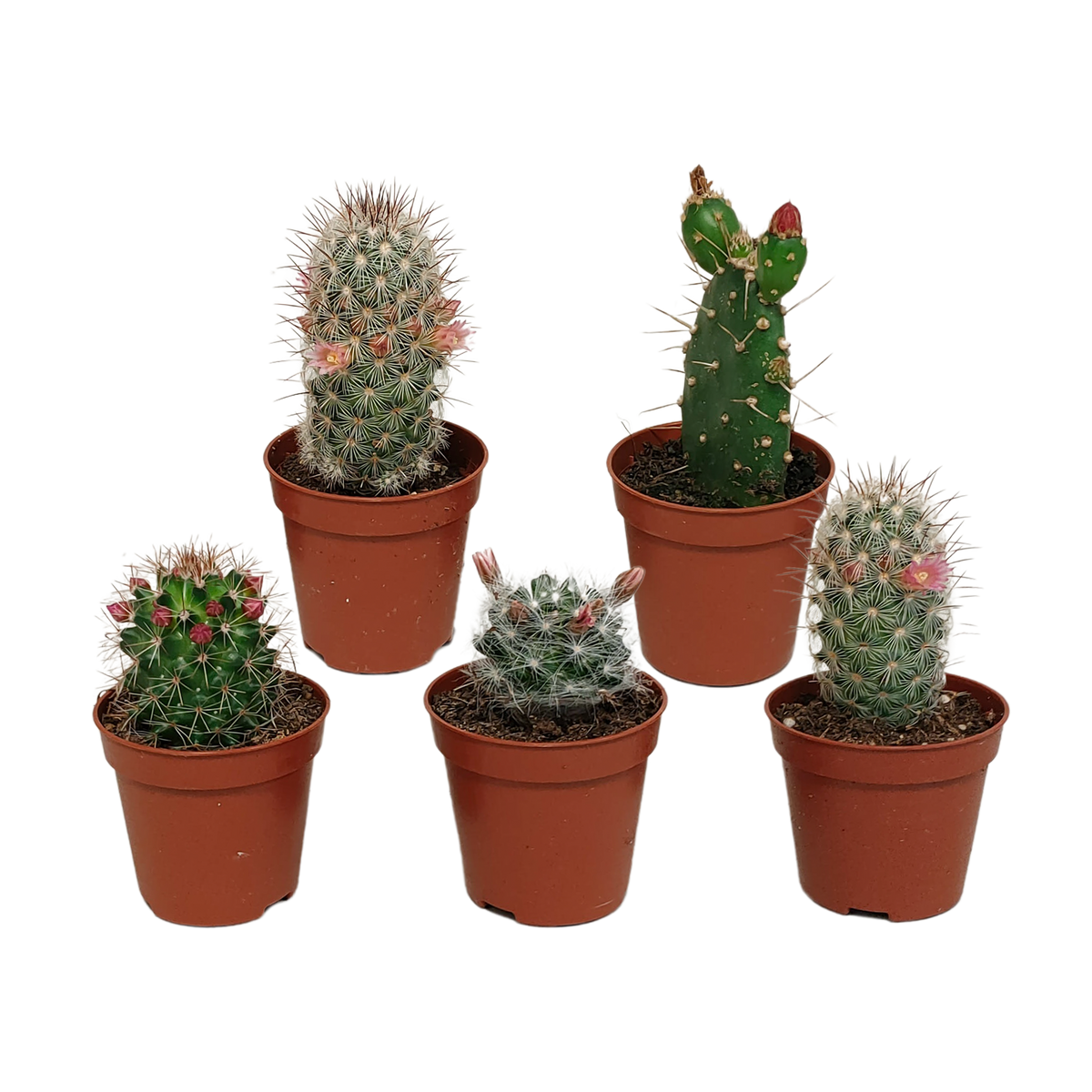 Cactus mix, plant in pot