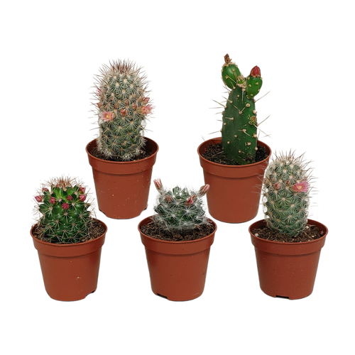 Cactus mix, plant in pot