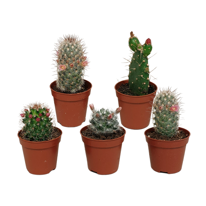 Cactus mix