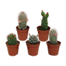 Cactus mix