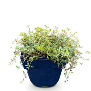 Vasteplant - Thymus praecox Red Carpet - KruipTijm - Geurend - Rood-Roze - 1 Plant - Pot 11cm - Hoogte 15-25cm