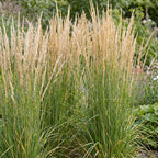 Calamagrostis Karl Foerster - Struisriet - Met Pluim - Groen, sierlijke plant