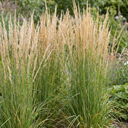 Calamagrostis Karl Foerster - Struisriet - Met Pluim - Groen
