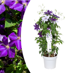 Clematis Double Up Barnadine + Masa, bloeiende klimplant, detail van het blad