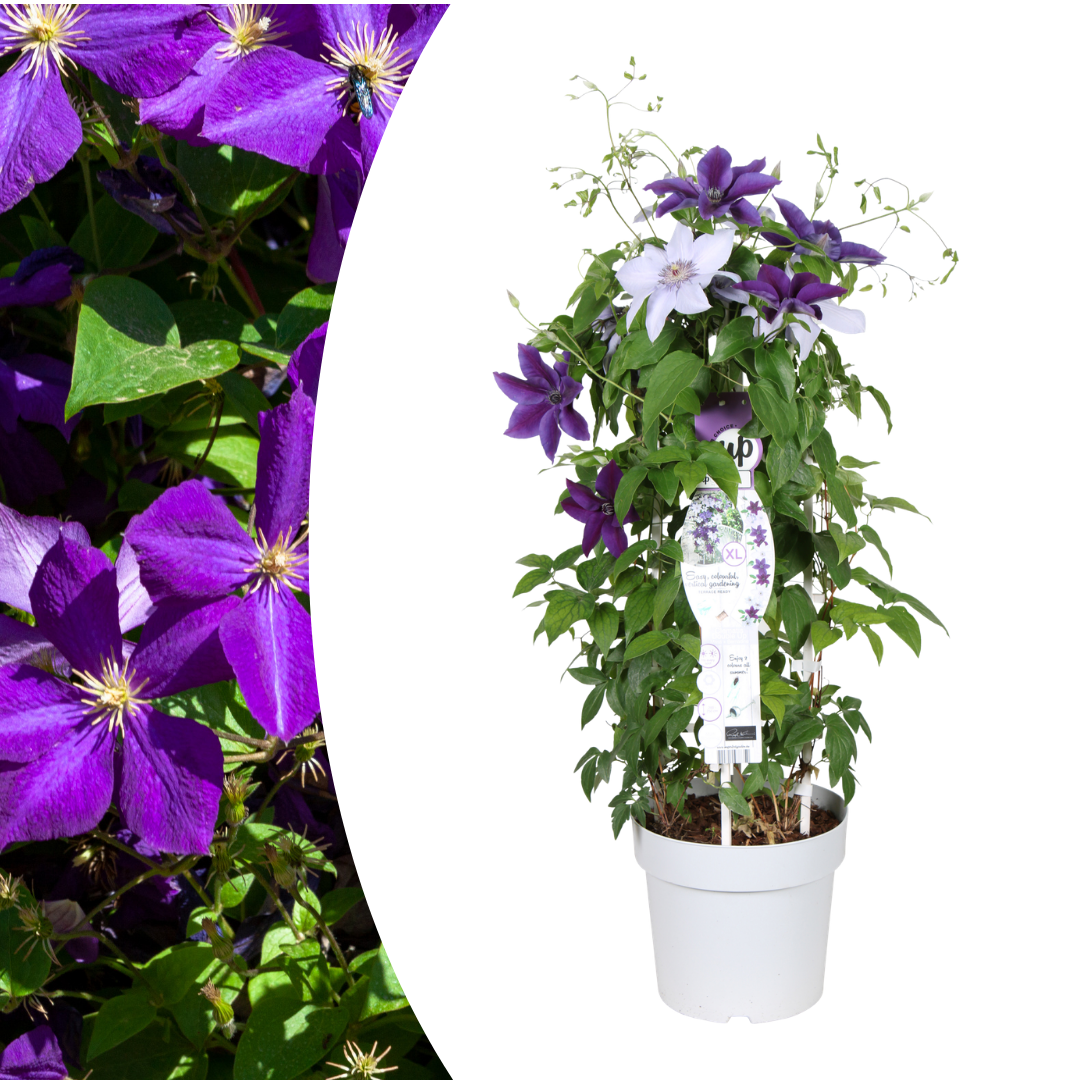 Clematis Double Up Barnadine + Masa, bloeiende klimplant, detail van het blad