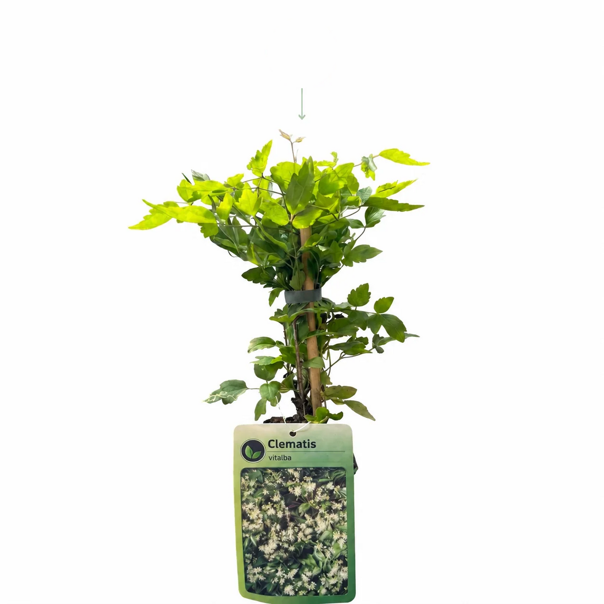 Clematis vitalba - inheemse bosrank, detail van het blad