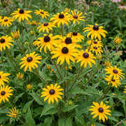 Rudbeckia fulg. Goldsturm - Gele zonnehoed - Geel - 6 Planten