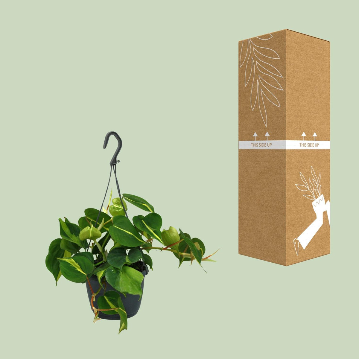 Detailfoto van Philodendron Scandens Brasil