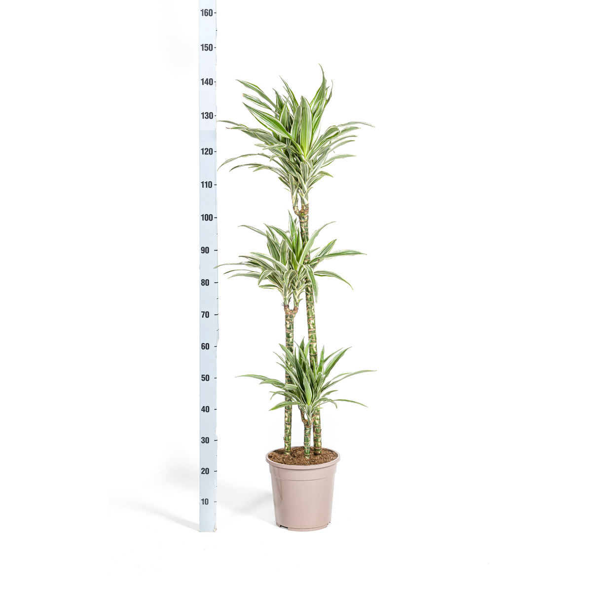 Dracaena Deremensis White Stripe, kenmerkend blad
