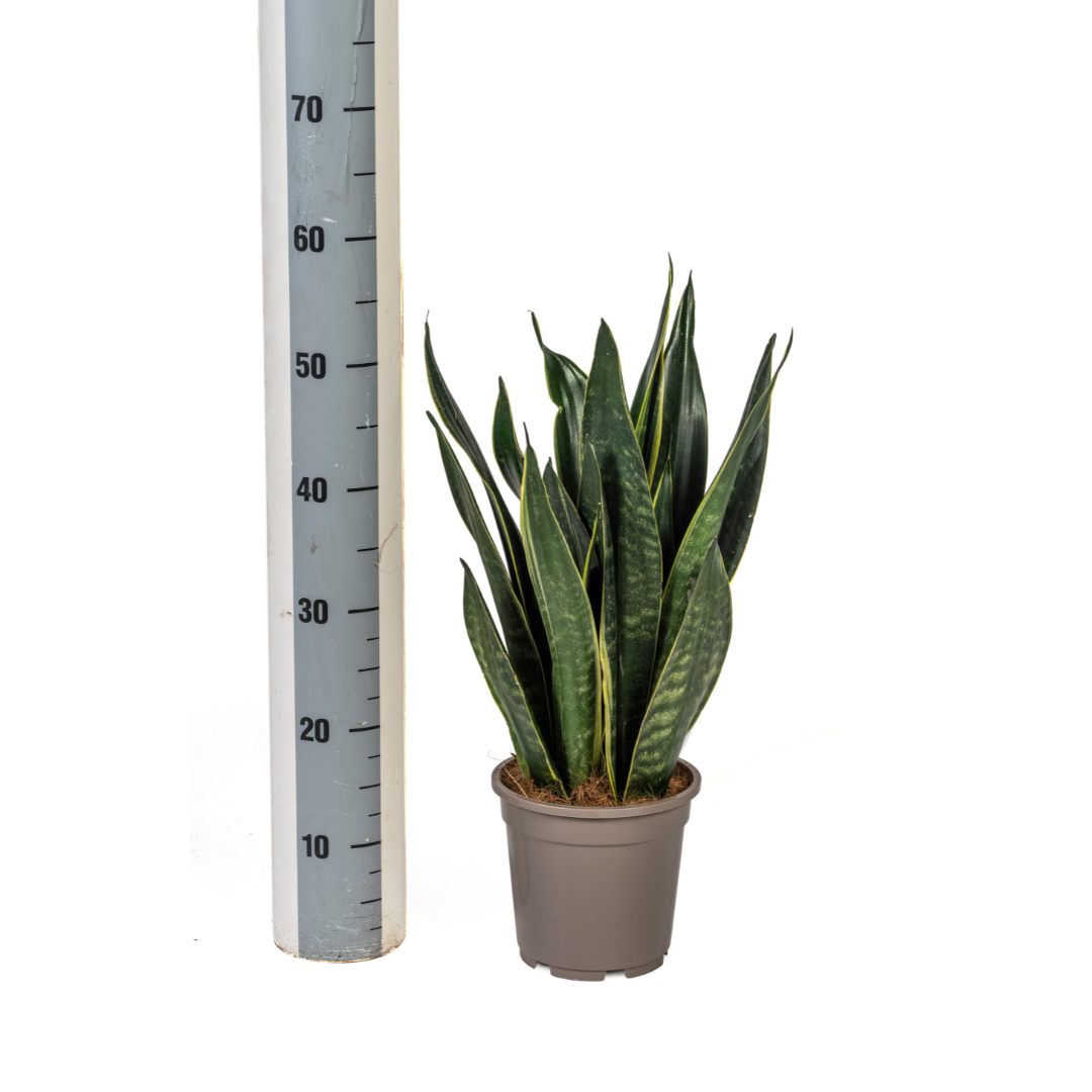 Sansevieria Trifasciata Futura Black, groene bladeren