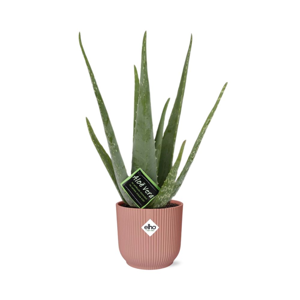 Productfoto van Aloe Vera 12cm in ELHO Vibes Fold 14cm roze
