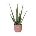 Productfoto van Aloe Vera 12cm in ELHO Vibes Fold 14cm roze
