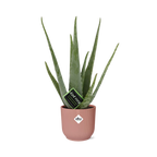 Productfoto van Aloe Vera 12cm in ELHO Vibes Fold 14cm roze
