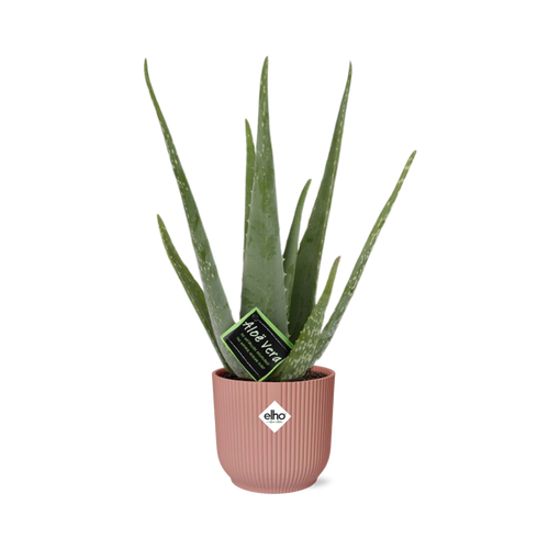 Productfoto van Aloe Vera 12cm in ELHO Vibes Fold 14cm roze