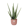 Aloe Vera 12cm in ELHO Vibes Fold 14cm roze